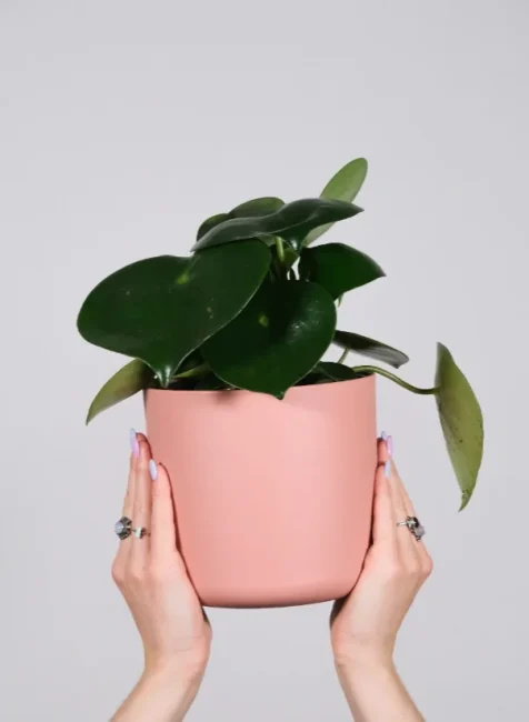 Waru pot plants