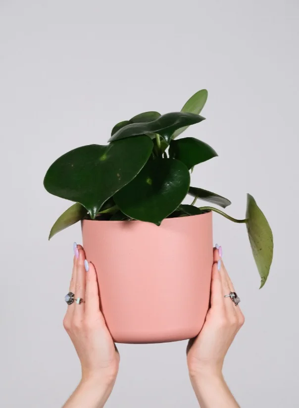 Waru pot plants