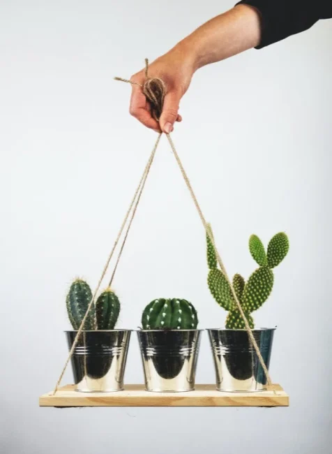 Cactus pot plants