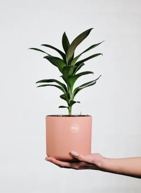 Growfy pot plants