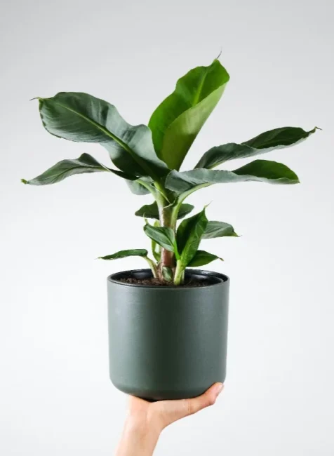 Zelda pot plants